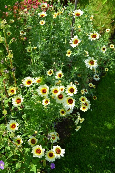 Chrysanthemum segetum 'Etoile d'Orient' (2)